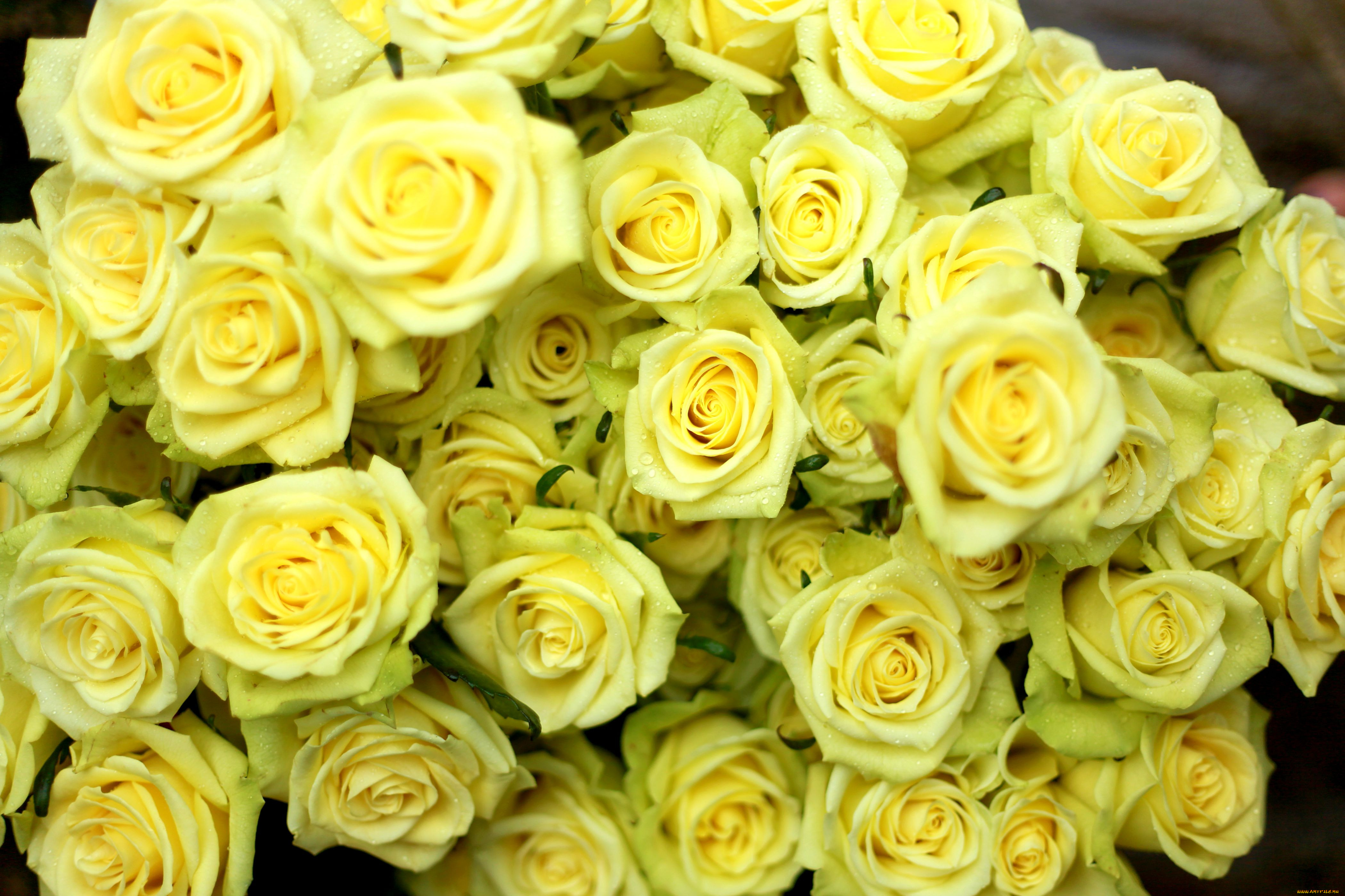 Желтые розочки. Розы "Илиос".